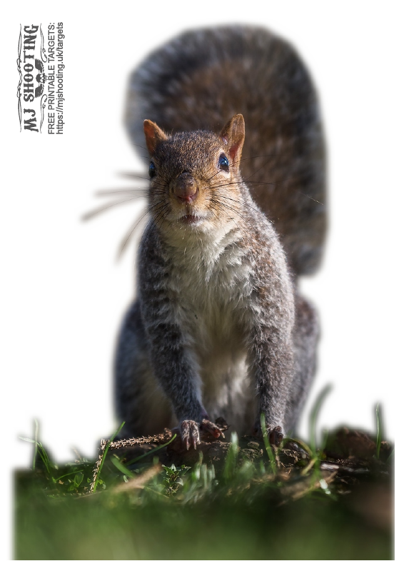 Squirrel